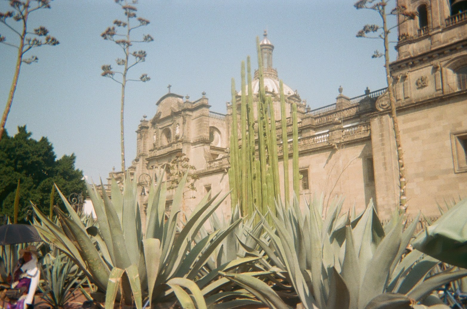 The Metropolitan Cathedral in Mexico City rising behind a garden of agaves and a tall columnar cactus, photographed on one of our trips